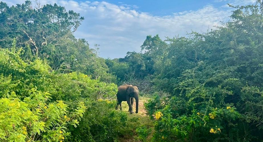 Olifanten in Sri Lanka Olifanten in Sri Lanka